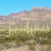 Cactus Forest