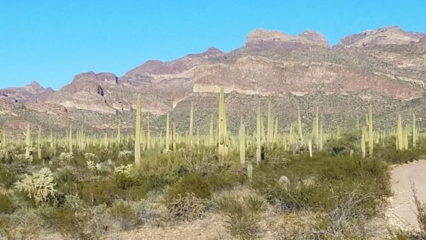 Cactus Forest